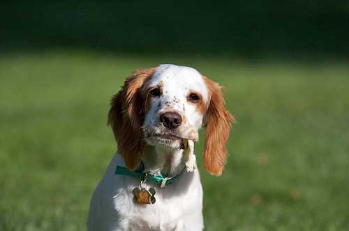 Puppy games is on this little fella's mind - come on, chase me!