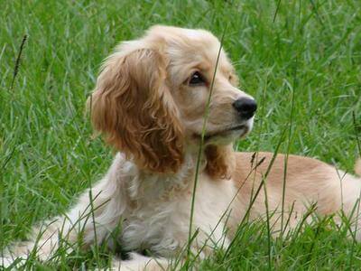 cocker spaniel orange roan