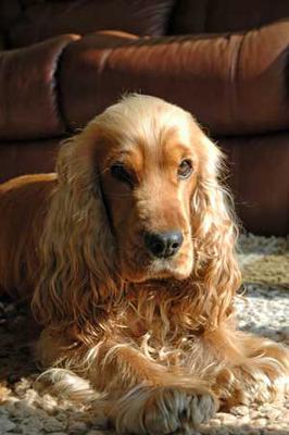 golden cocker poodle