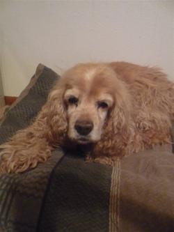 Gracie the cocker spaniel, a previous victim of a puppy farmer Golden cocker spaniel lying on a blanket