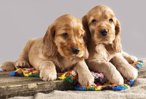 Beige cocker shop spaniel puppy
