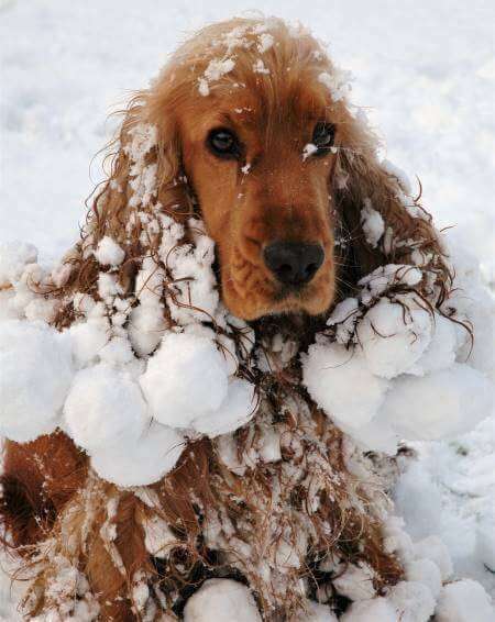 golden sprocker spaniel