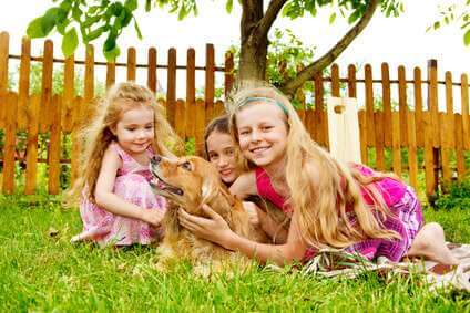 Children playing with a golden cocker spaniel, lying on the grass, picket fence in the background. This is a lovely photo showing how cocker spaniels make good family dogs.