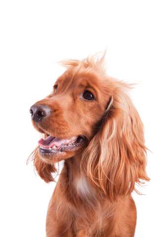 cocker spaniel good with kids