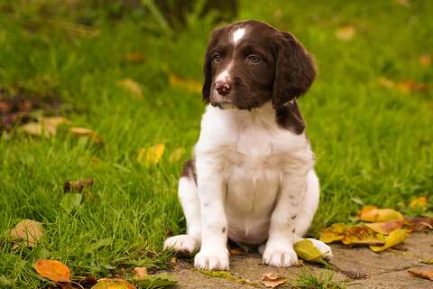 best spaniel breed for family