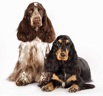 working cocker spaniel grooming