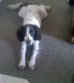 Grooming My Sprocker