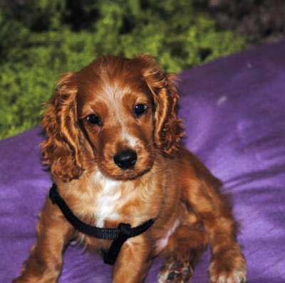 Cocker spaniel sale separation anxiety