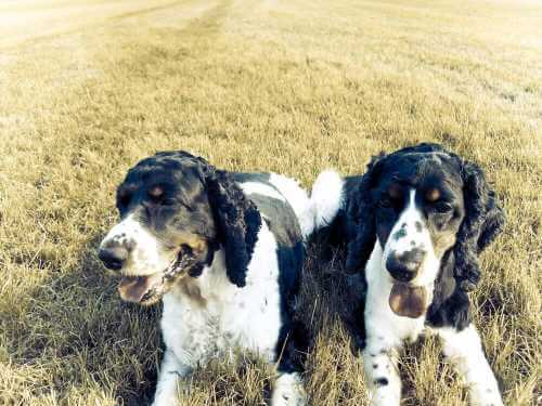 Two healthy-looking Cocker Spaniels lying in a field, panting.