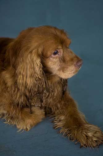 Refrigerating Dog Food Refrigerating Dog Food
