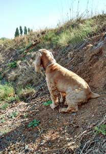 Golden cocker spaniel pooping outdoors Golden cocker spaniel pooping outdoors