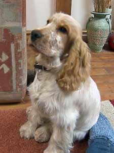 cocker spaniel 4 months old