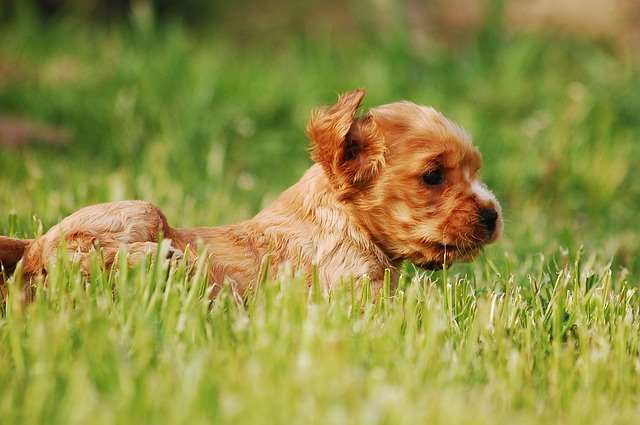 A beautiful golden Cocker Spaniel puppy enjoying the outdoors! Golden Cocker Spaniel puppy running through a meadow