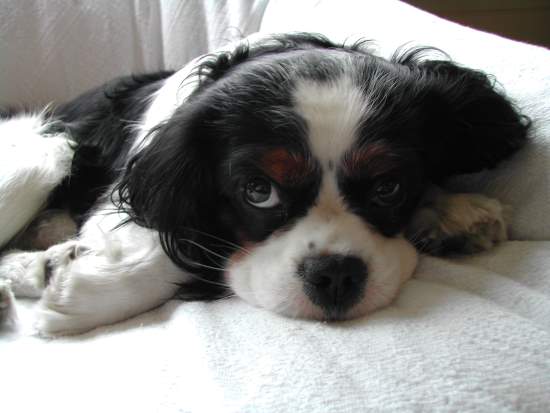 Black and white puppy, with little tan spots, lying on a dog bed