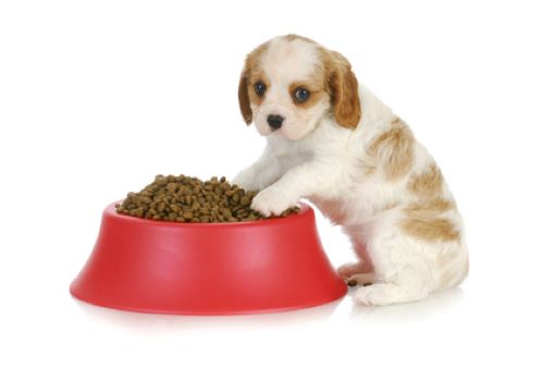 Cute orange and white cocker spaniel puppy with two paws in his red kibble bowl.