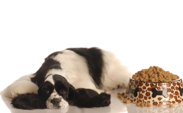 How much food to feed cocker spaniel puppy hot sale