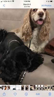 Excited about taking a walk!