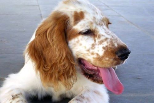 Beautiful orange rowan cocker spaniel with his tongue out.