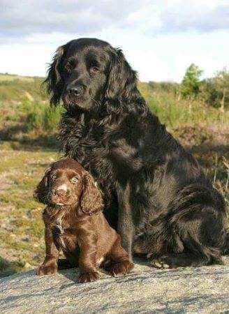 Large cocker spaniel sales breed