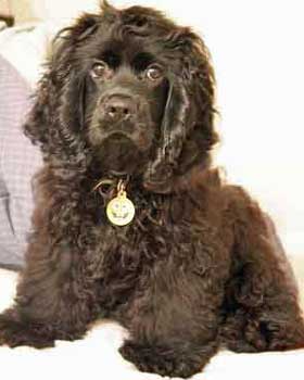 Aggressive Or Playful Cocker Spaniel?