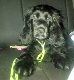 Is My Cocker Spaniel Shy?