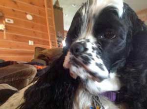 Our beautiful cocker spaniel boy, Jake. Head-shot of black and white cocker spaniel