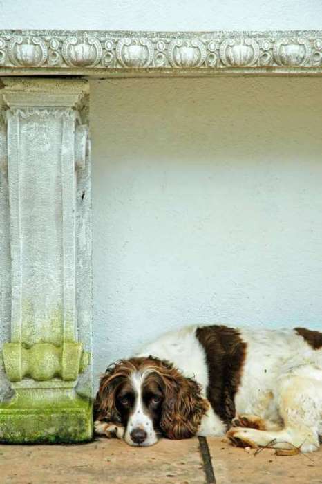 Liver and white cocker spaniel lying down next to a white pillar. Liver and white cocker spaniel lying down next to a white pillar.