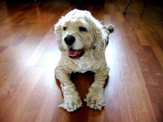 A beautiful buff-coloured cocker spaniel lying on a wooden floor. Buff Cocker Spaniel lying on a wooden floor.