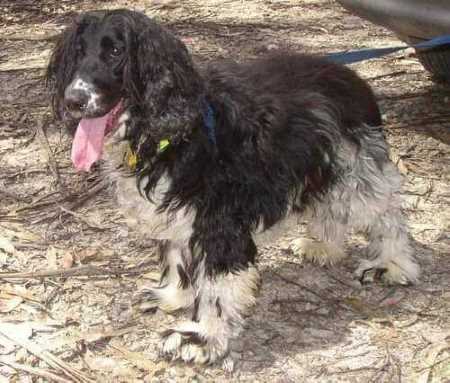 A lovely black and white cocker spaniel waiting for his owner to return. A lovely black and white cocker spaniel waiting for his owner to return.