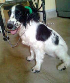 Separation Anxiety is Heartbreaking