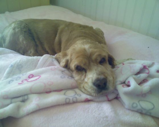 Golden cocker spaniel, looking very sorry for herself, lying on blankets.