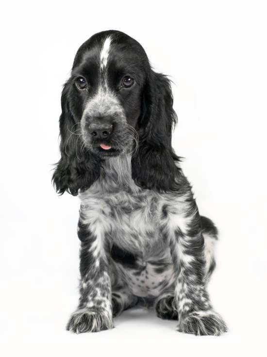 blue roan english cocker spaniel puppies