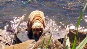 Ticks Just Love Dogs!