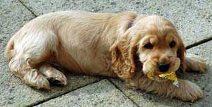 do cocker spaniels get along with cats