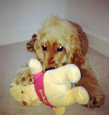 Can I Have My Pearl Spayed? What Are The Risks?