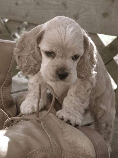Cute buff-coloured cocker spaniel puppy climbing over leather boots. They're probably going to be too big for him! Cute buff-coloured cocker spaniel puppy climbing over a leather boot.