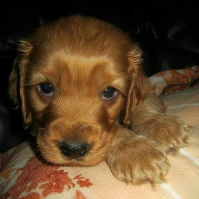 Gorgeous golden cocker spaniel puppy lying on colourful cushion.