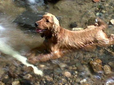 Golden cocker spaniel, lying in a stream with many coloured stones.