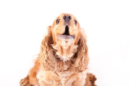 A golden cocker spaniel barking obsessively. The photo is taken against a white background.