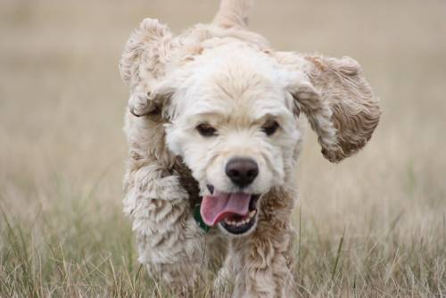 Buff coloured cocker spaniel running in a sun-bleached field, looking straight at the camera.
