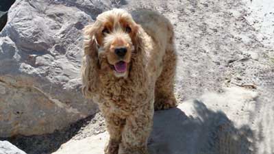 Golden cocker spaniel standing on rocks by the harbour.