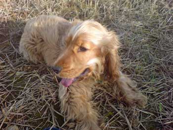 My lovely golden cocker spaniel, lying in a recently cut cornfield with his pink tongue lolling.