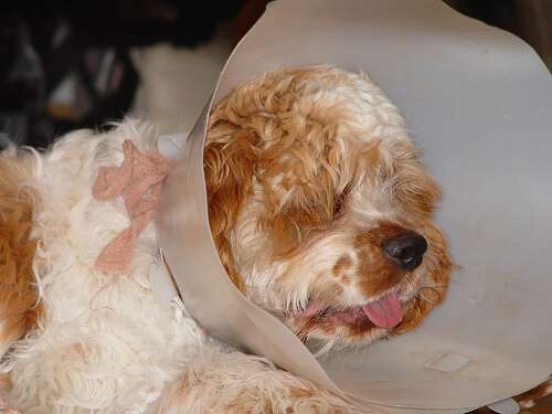 Orange roan Cocker spaniel recovering from an operation. He's wearing an Elizabethan collar and looking sorry for himself.