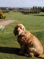 Golden cocker spaniel sitting on the grass, beautiful view of the countryside behind him.
