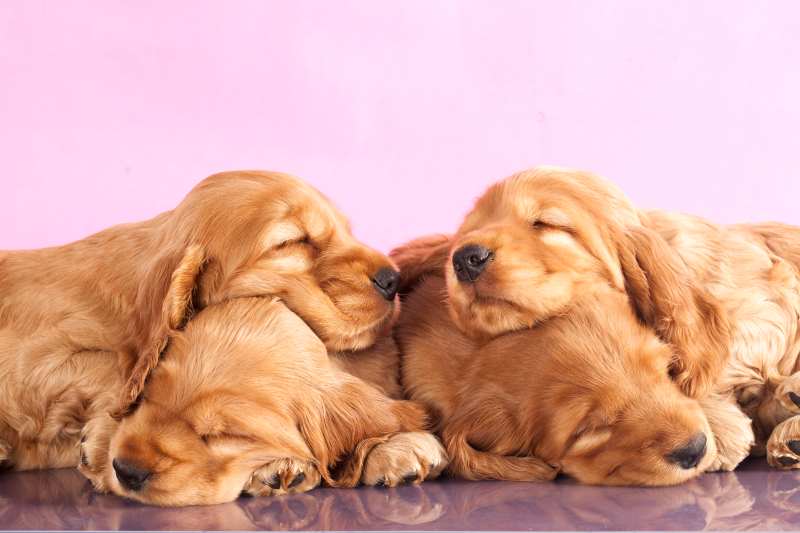 Golden cocker spaniel 'mum' with her three black and tan puppies. White background.
