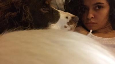 Chocolate roan cocker spaniel called Lady snuggling up to her mistress.