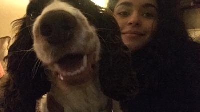 Chocolate cocker spaniel called Lady, being cuddles by her owner.