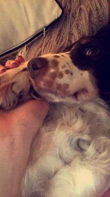Chocolate roan cocker spaniel lying on the rug, being stroked by her owner.