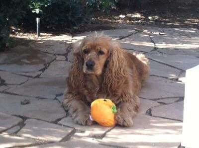 Picture of a cocker spaniel lying on the patio, in the shade, with his yellow soft toy.