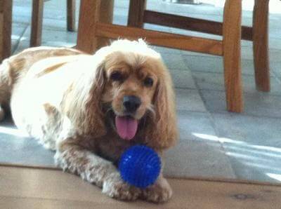 Picture of cocker spaniel lying on the floor with his blue ball between his paws.